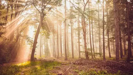 JDG憾负GAM，Levi盲僧关键逆转战局